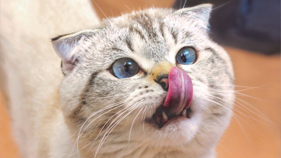 テスト記事その10